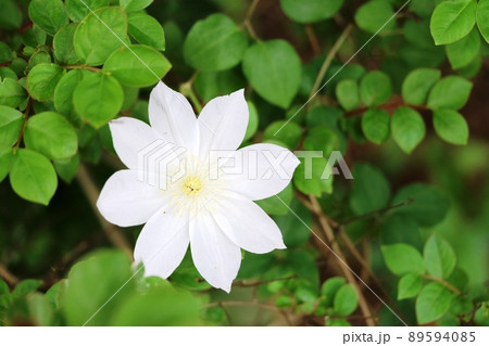 みんぶ– ★分解済★ 白い 花模様 ザオウーキーのお花の絵へのあこがれ ザオウーキーのお花の絵へのあこがれ