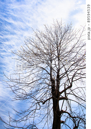比治山公園の一本立ちの樹木と空の風景です。周辺では桜が満開の時期です。シンプル背景にどうぞ。広島県 89594539