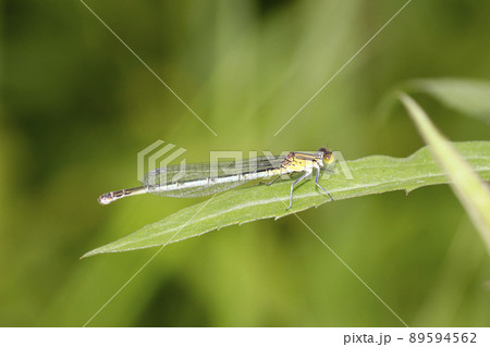 セスジイトトンボ 89594562