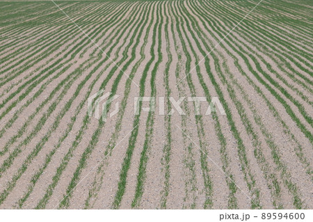 新芽の畝　うね　秋まき小麦 89594600