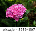 雨上がりのモーブピンクのアジサイ（うす桃色の紫陽花） 89594607