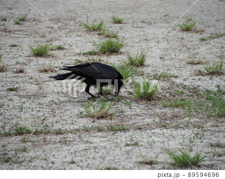 カラス 89594696