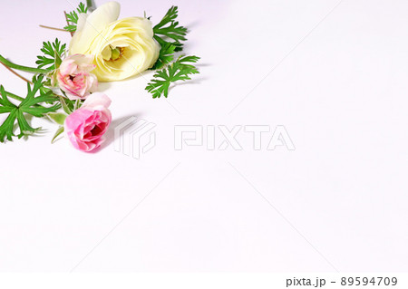 白い背景のラナンキュラスの花　濃いピンクと大輪の黄色とグラデーションピンクの3輪 89594709