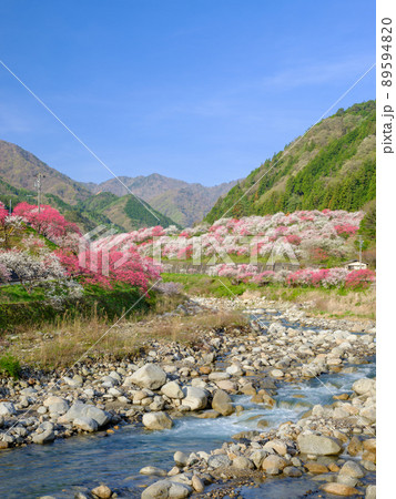 長野阿智村_花桃の郷の絶景 89594820