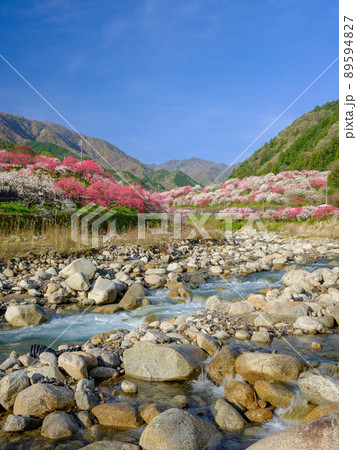 長野阿智村_花桃の郷の絶景 長野阿智村_花桃の郷の絶景 89594827