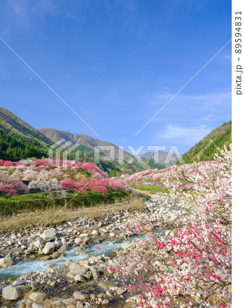 長野阿智村_花桃の郷の絶景 長野阿智村_花桃の郷の絶景 89594831