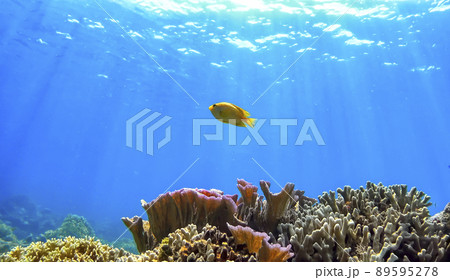 沖縄　阿嘉島のニシハマビーチ　水中写真 89595278