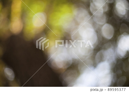 Bokeh natura 89595377