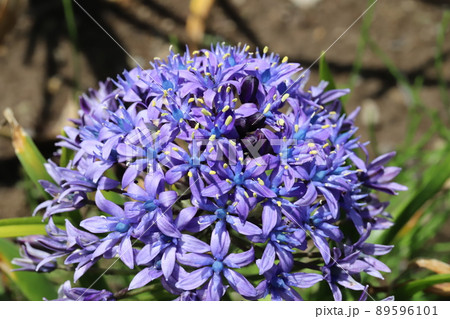 春の日本の公園に咲くオオツルボの紫色の花の写真素材