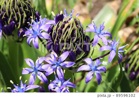 春の日本の公園に咲くオオツルボの紫色の花 春の日本の公園に咲くオオツルボの紫色の花 89596102