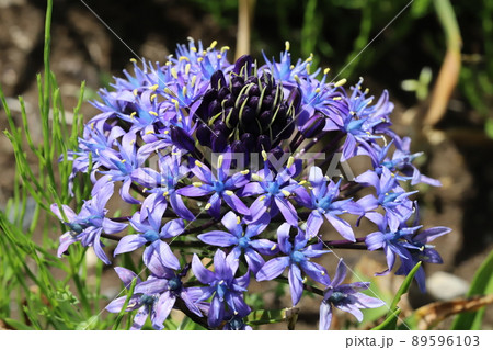 春の日本の公園に咲くオオツルボの紫色の花 春の日本の公園に咲くオオツルボの紫色の花 89596103