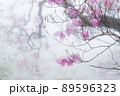 霧に包まれたアケボノツツジ 89596323