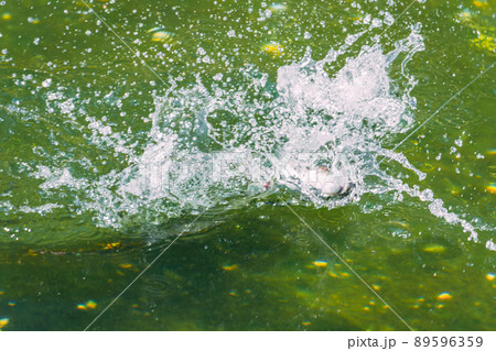 自然の中でマス釣り 89596359