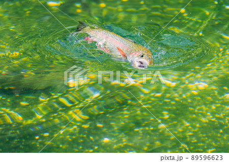 自然の中でマス釣り 自然の中でマス釣り 89596623