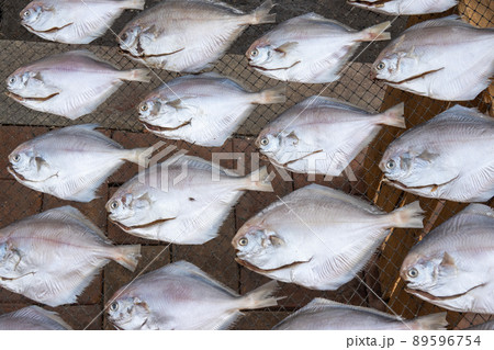 魚 写真 乾燥 89596754