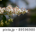ネズミモチの白いつぼみと花（新緑のタマツバキの枝） 89596980