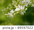 ネズミモチの白いつぼみと花のクローズアップ（新緑のタマツバキの枝先） 89597022