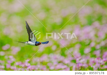 れんげ畑を飛ぶツバメ れんげ畑を飛ぶツバメ 89597178