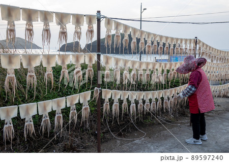 海 海岸 イカ 89597240