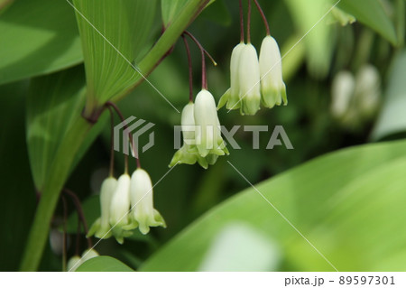 アマドコロ アマドコロ 89597301