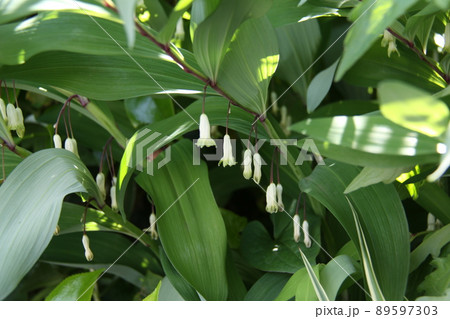 アマドコロ 89597303