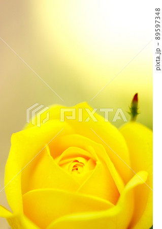 黄色いバラ 89597348