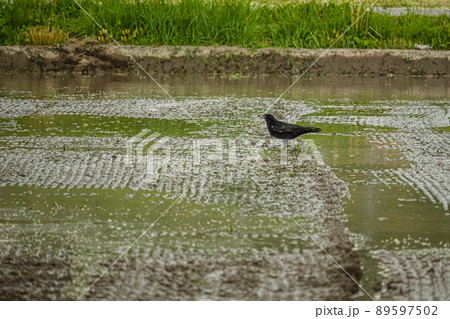 田んぼのミミズを狙うカラス 89597502