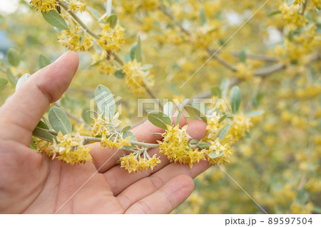 かわいいオリーブの花 かわいいオリーブの花 89597504