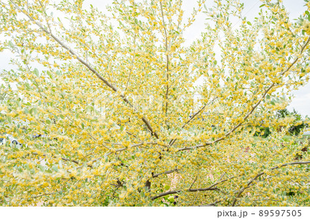 満開に花咲くオリーブの木 89597505