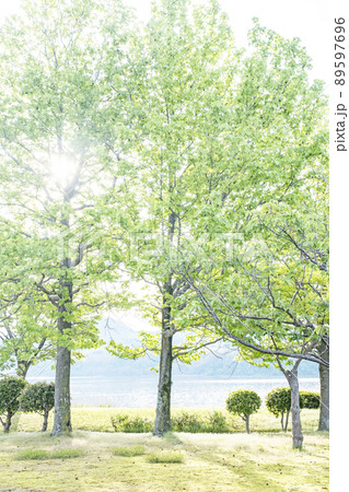 背景素材 公園の木に木漏れ日 新緑・エコイメージ 背景素材 公園の木に木漏れ日 新緑・エコイメージ 89597696