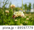 シロツメクサの花にとまったミツバチ（クローバーの白い花と蜜蜂） 89597779