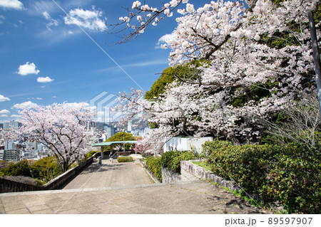 桜名所の比治山公園風景です。このロケーションの素晴らしさをご覧ください。遠景は広島市街地です。広島県 桜名所の比治山公園風景です。このロケーションの素晴らしさをご覧ください。遠景は広島市街地です。広島県 89597907