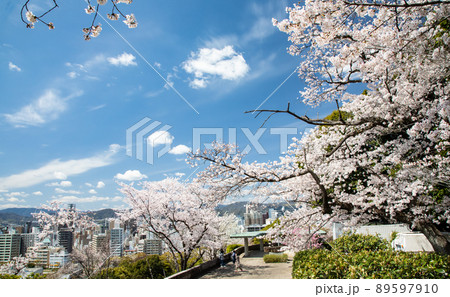 桜名所の比治山公園風景です。このロケーションの素晴らしさをご覧ください。遠景は広島市街地です。広島県 桜名所の比治山公園風景です。このロケーションの素晴らしさをご覧ください。遠景は広島市街地です。広島県 89597910