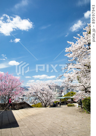 桜名所の比治山公園風景です。このロケーションの素晴らしさをご覧ください。遠景は広島市街地です。広島県 桜名所の比治山公園風景です。このロケーションの素晴らしさをご覧ください。遠景は広島市街地です。広島県 89597943