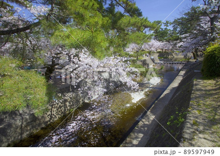 夙川公園、満開の桜並木「日本のさくら名所100選」 89597949