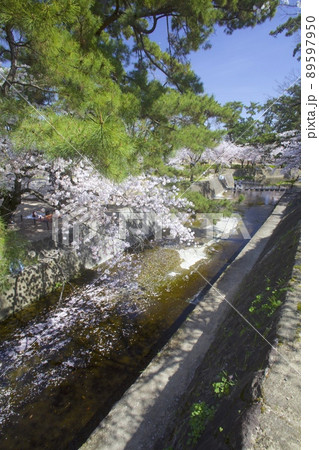 夙川公園、満開の桜並木「日本のさくら名所100選」 89597950