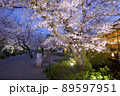 夙川公園の夜桜「日本のさくら名所100選」 89597951