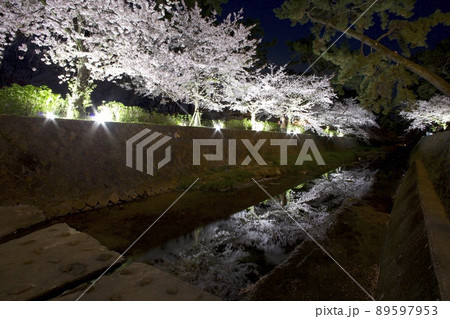 夙川公園の夜桜「日本のさくら名所100選」 89597953