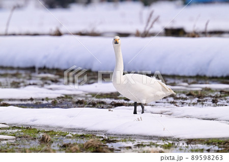 コハクチョウ コハクチョウ 89598263