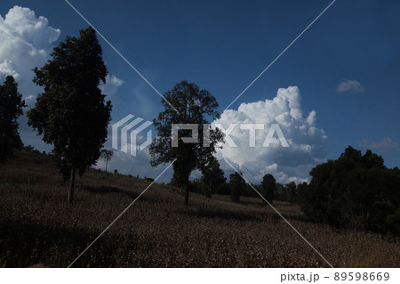 田舎の豊かな大地の空に湧き上がった雄大な入道雲 89598669