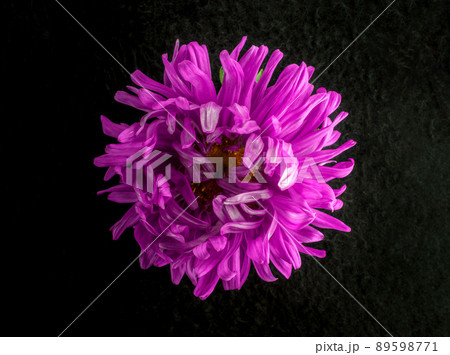 Top view of a flower on black background. Close up. Top view of a flower on black background. Close up. 89598771