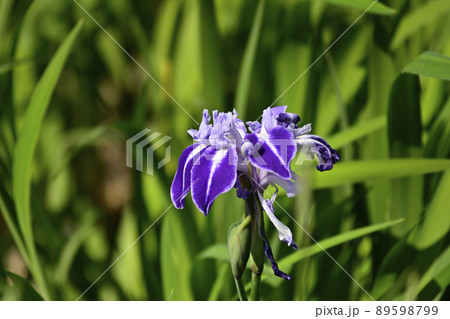 円山公園　ひょうたん池　舞孔雀 89598799