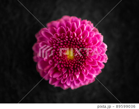 Delicate flower on black background. Macro photo. Delicate flower on black background. Macro photo. 89599036