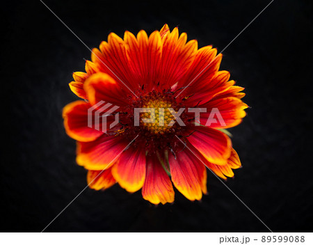 Studio shot of flower on black background. On black background. 89599088