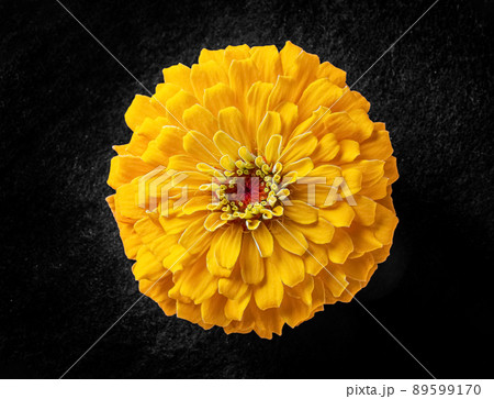 Studio shot of flower on black background. Studio shot. 89599170