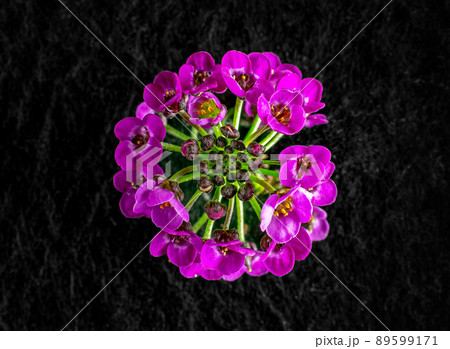 Beautiful flower on black background. Macro shoot. 89599171