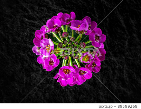 Studio shot of flower on a black background. Photo from above. 89599269