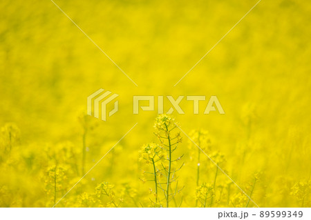 春の中山高原に咲く菜の花 89599349