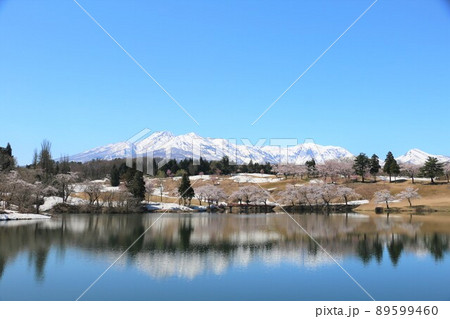 雪化粧の妙高の山々と松が峰のさくら 89599460