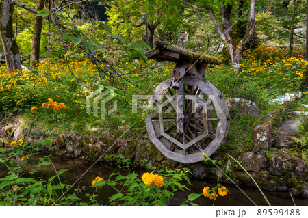 松尾大社　山吹満開 89599488